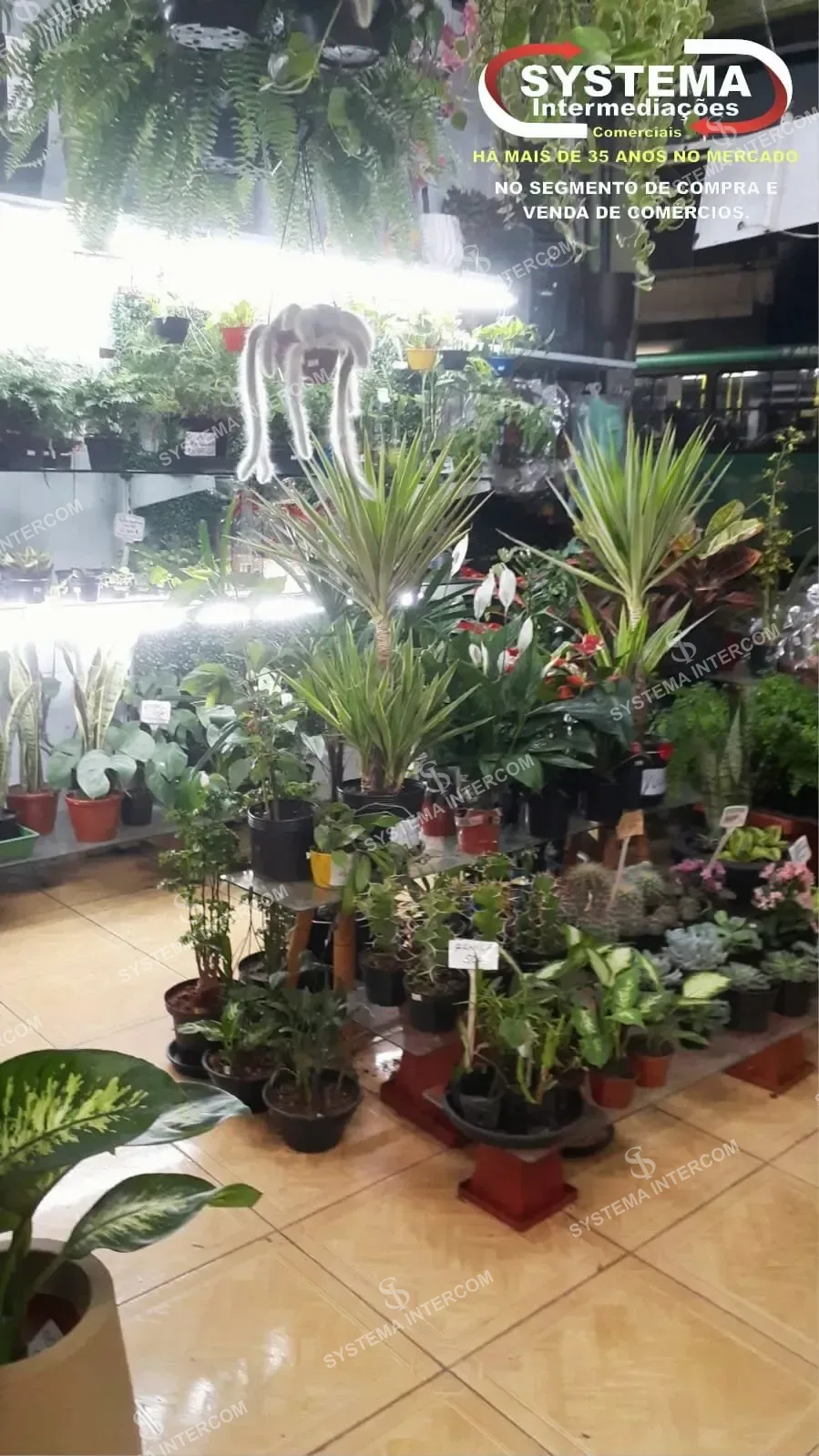 Loja de jardinagem e utilidades em Osasco